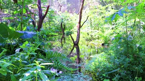 Tropical pond surrounded by rainforest vegetation inside Parque das Aves Br.. Vídeos de archivo 344237699