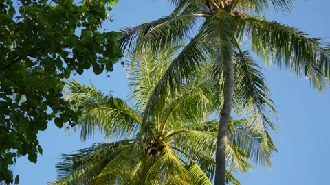 Tropical pristine beach coconut palm trees and turquoise water, white sand Stock Footage 176916516