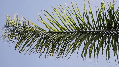 Tropical pristine view with top of coconut palm tree on blue sky background. Stock Footage 107886420