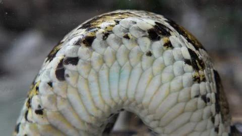 .tropical python at the zoo. Dangerous reptiles on planet earth Stock Photos