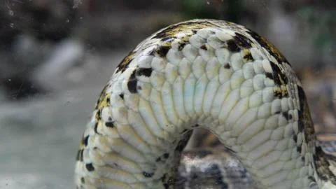 .tropical python at the zoo. Dangerous reptiles on planet earth Stock Photos