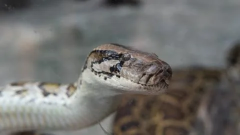 .tropical python at the zoo. Dangerous reptiles on planet earth Stock Photos