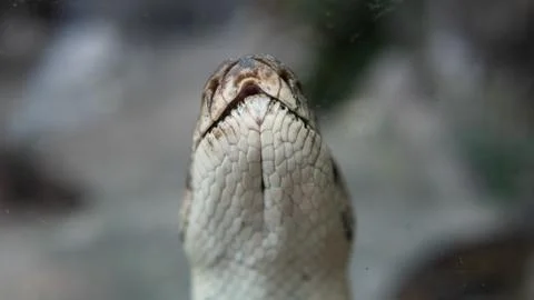.tropical python at the zoo. Dangerous reptiles on planet earth Foto stock