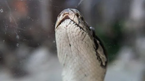 .tropical python at the zoo. Dangerous reptiles on planet earth Stock Photos