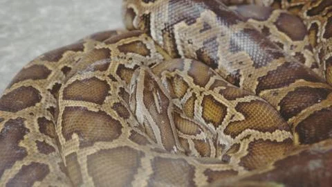 .tropical python at the zoo. Dangerous reptiles on planet earth 写真素材