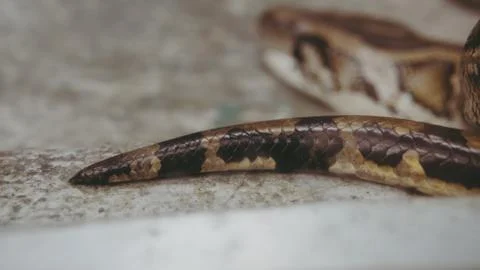 .tropical python at the zoo. Dangerous reptiles on planet earth 写真素材