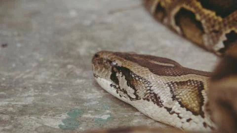 .tropical python at the zoo. Dangerous reptiles on planet earth 写真素材