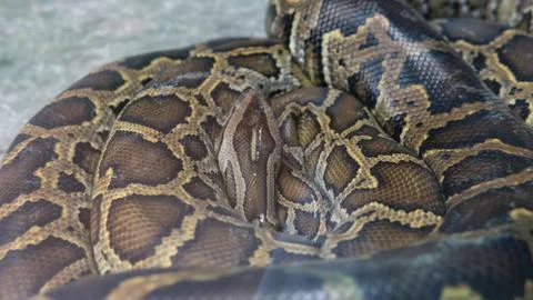 .tropical python at the zoo. Dangerous reptiles on planet earth Stock Photos