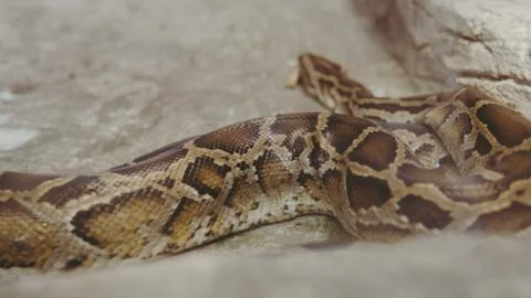 .tropical python at the zoo. Dangerous reptiles on planet earth Stock Photos