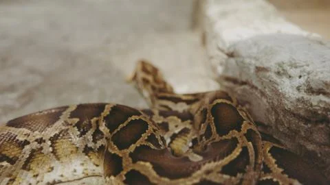 .tropical python at the zoo. Dangerous reptiles on planet earth Stock Photos