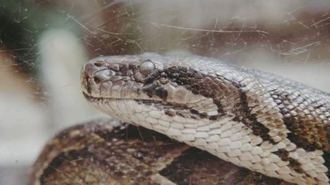 .tropical python at the zoo. Dangerous reptiles on planet earth Stock Photos