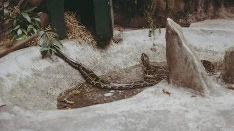 .tropical python at the zoo. Dangerous reptiles on planet earth Stock Photos