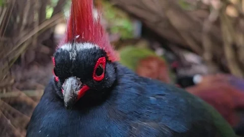 A Tropical quail bird Stock Footage 267676903