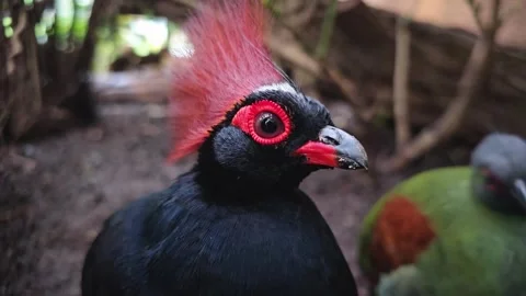  a tropical quail head  Stock Footage 277363093