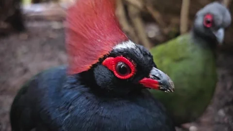 A tropical quail head Stock Footage 277423662