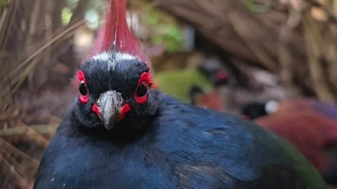 A tropical quail head with mohawk Stock Footage 267449908