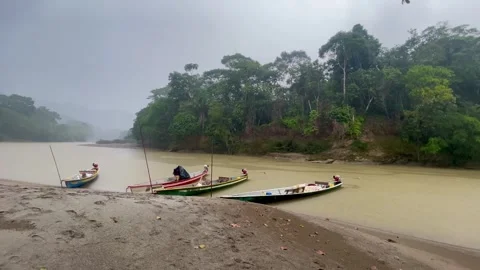 Tropical rain in Amazon forest of Ecuador Stock Footage 290170749