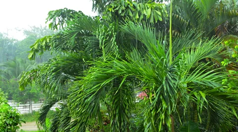 Tropical rain and palms Video stock 33471290