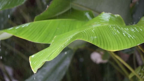 Tropical rain close up, Drops of a rain fall and roll down from big green leaves Stock Footage 107281640