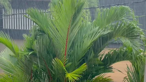 Tropical rain day 库存影片 249306394