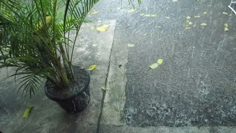Tropical Rain Drop on the Ground and Palm Tree Stock Footage 140976558