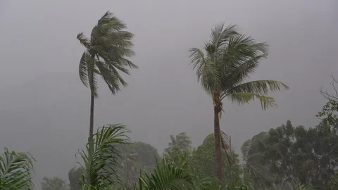 Tropical rain drops falling on the green palm tree leaves in Thailand Stock Footage 101099663