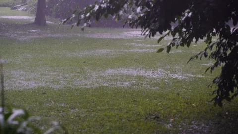 Tropical rain drops falling on green tree and grass in meadow, Tanzania, Africa Stock Footage 125646430