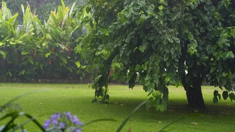 Tropical rain drops falling on green tree and grass in meadow, Tanzania, Africa Stock Footage 125987859