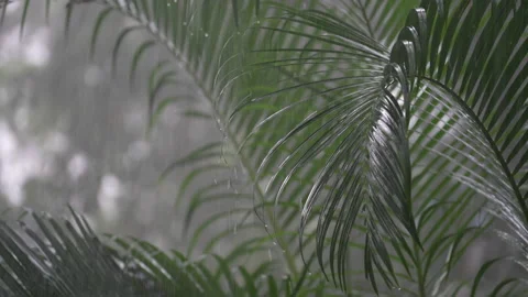 Tropical rain drops falling on the large green palm leaves in Thailand Stock Footage 169798969