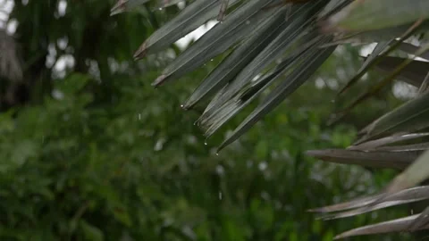 Tropical Rain Drops Slow Motion Stock Footage 168388627