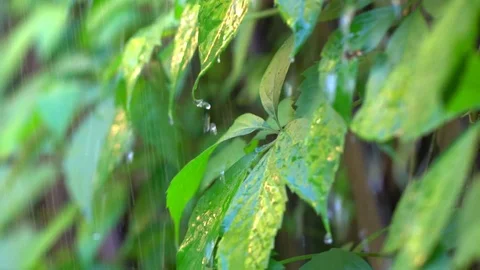Tropical rain. Drops of water flow down on tropical plants. Slow-motion shot. Stock Footage 97070705