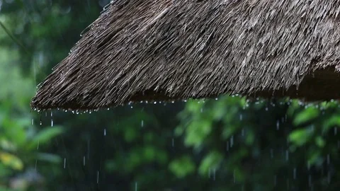 Tropical rain falling big drops down on straw roof in garden. Bali, Indonesia Stock Footage 77984212