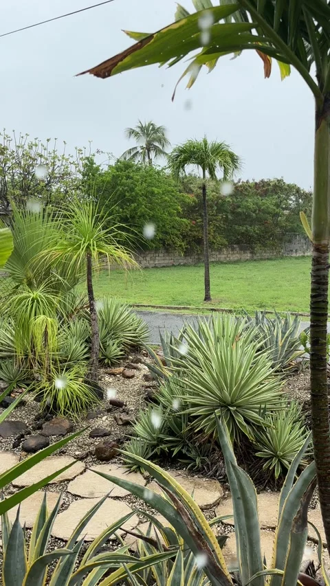 Tropical rain falling on Caribbean garden Stock Footage 340656601