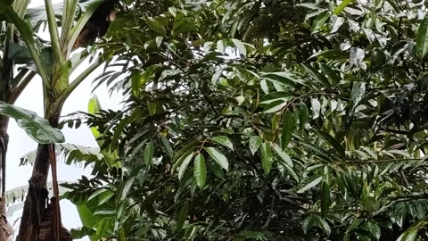 Tropical Rain Falling on Durian and Banana Leaves - 4K Static - Pro Audio Stock Footage 327885760
