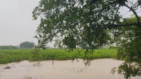 Tropical Rain Falling On Flooded Pond With Water Hyacinth Stock Footage 345670782