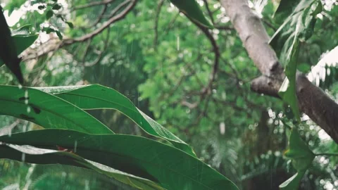 Tropical Rain Falling on Large Green Leaves and Tree Branches in Lush Jungle Stock Footage 310032502
