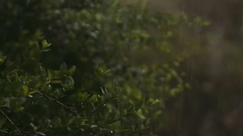 Tropical rain falling on leaves Video stock 148184549