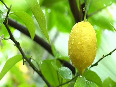Tropical rain falling on lemon fruit Vidéo 76056605