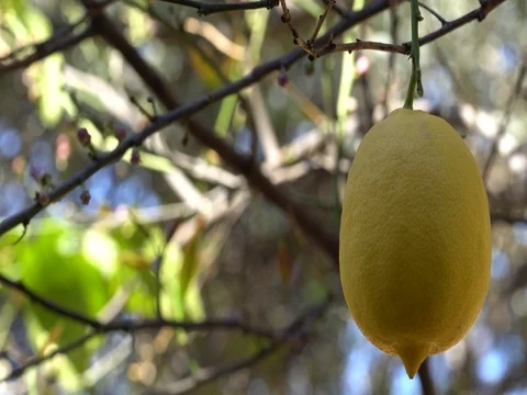 Tropical rain falling on lemon fruit Stock Footage 76496339