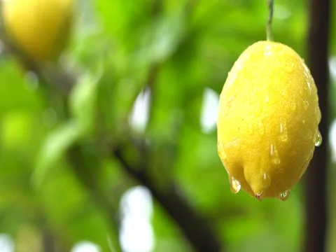 Tropical rain falling on lemon fruit Vidéo 77610908