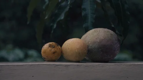 Tropical rain falling on mangoes Video stock 115511635