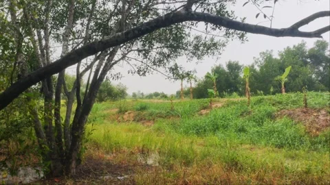 Tropical Rain Falling Over Countryside Farm Field With Banana Trees, Rainy Stock Footage 345893416