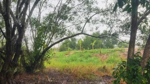 Tropical Rain Falling Over Farm Field Framed By Trees, Countryside Rainstorm Stock Footage 345893455
