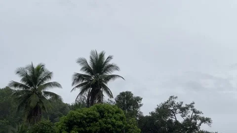 Tropical Rain Falling Over Tall Coconut Trees Against Gloomy Overcast Sky 動画素材 321923701