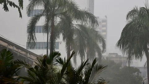 Tropical rain falling with palm trees and building in background Stockbeeldmateriaal 106770812