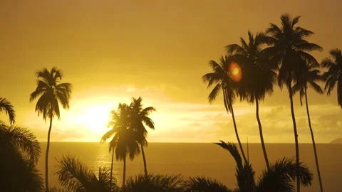 Tropical rain falling at sunset with a group of palm trees in the background Video stock 153392985