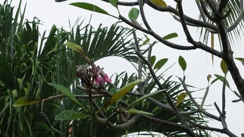 Tropical rain falling on tree flower Stock Footage 84163475