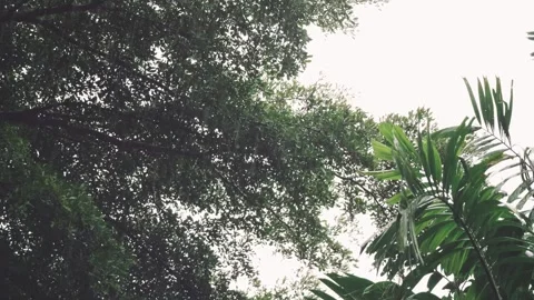 Tropical rain falling with wind blowing through green palm leaves and tree .. Stock Footage 312972889