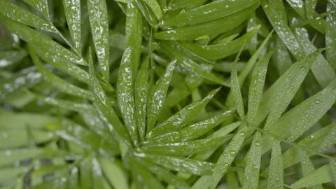 Tropical rain falls down on neanthe bella palm making it wet Stock Footage 234893623