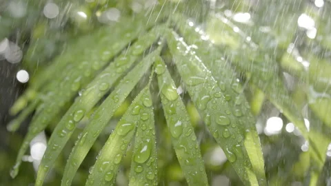 Tropical rain falls down on wet neanthe bella palm in sunlight Stock Footage 230446943